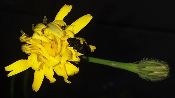 Portola Redwoods Bee