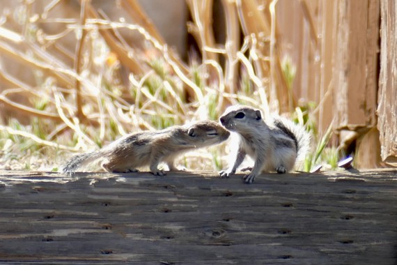 Providence Mountains SRA (squirrels)