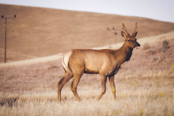San Luis Reservoir SRA (Elk)