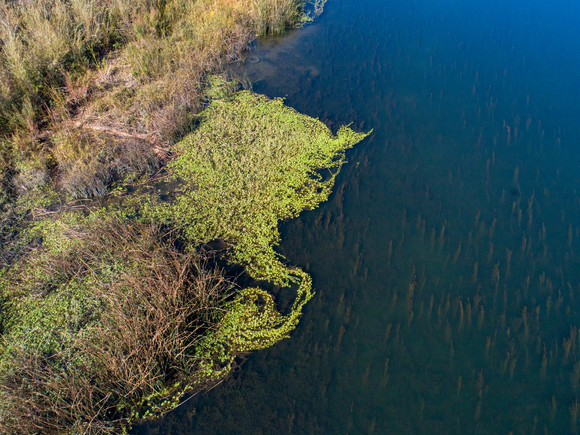 Tule and water hyacinth