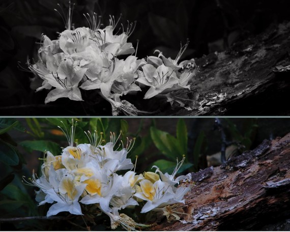 Cuyamaca Rancho SP (Western Azaleas collage)