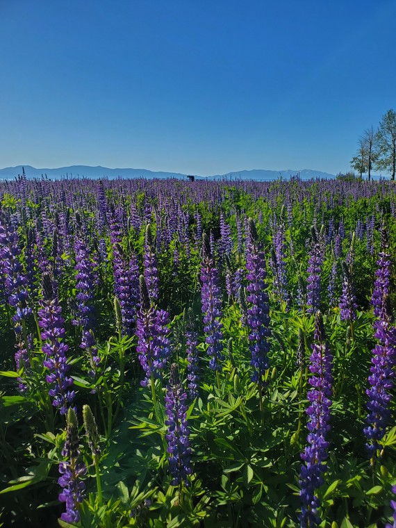 Lupines