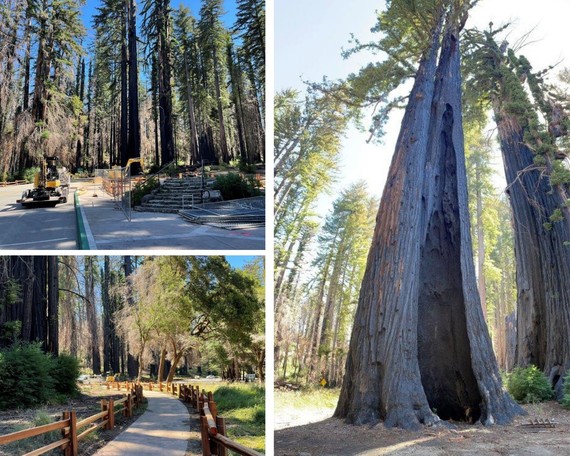 Big Basin Redwoods