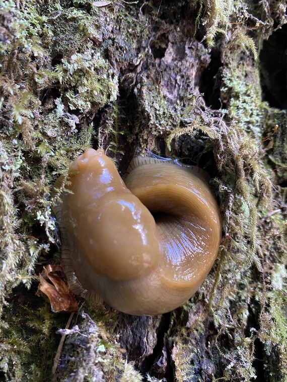 Jedediah Smith Redwoods SP (Banana slug)