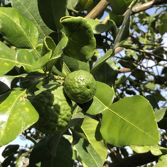 California Citrus SHP (Papedas)