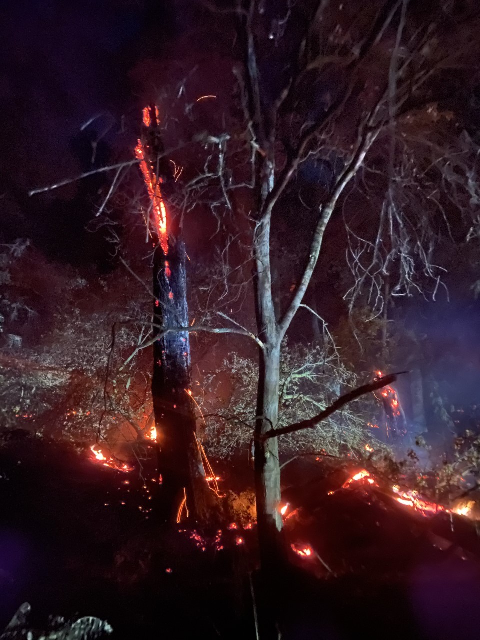 Caswell Memorial SP (tree on fire)