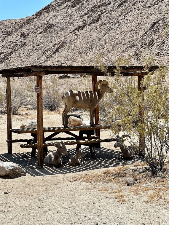 Anza-Borrego Desert SP (Bighorn sheep)