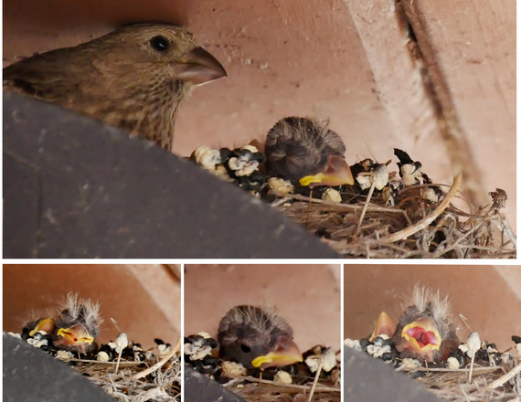 Morro Strand SB (House finch collage)