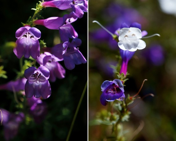 Cuyamaca Rancho SP (foothills penstemon) collage)