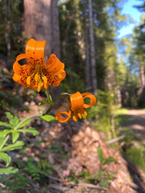 Del Norte Coast Redwoods SP (Tiger lily)