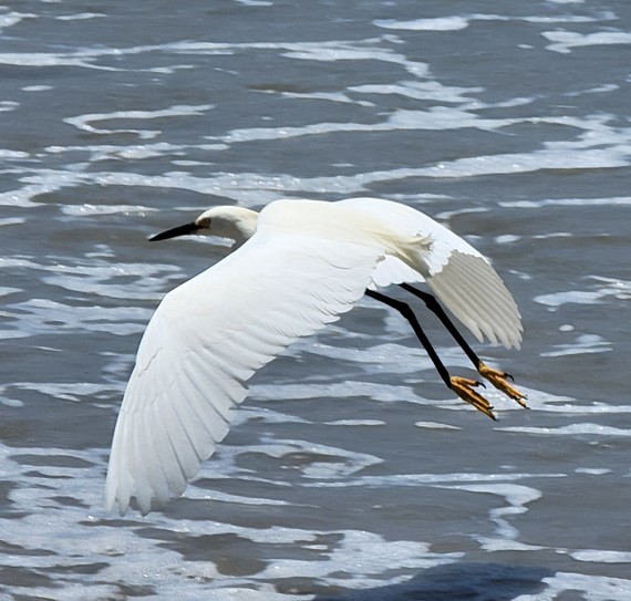 Torrey Pines SB (snowy egret flying)