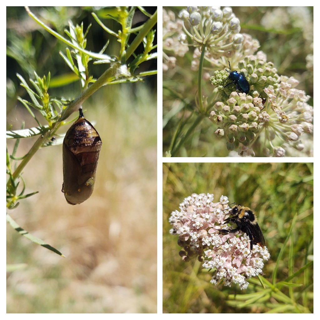 Fort Tejon SHP (Milkweed_Mauraders)