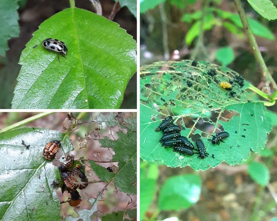 Portola Redwoods SP (beetle collage)