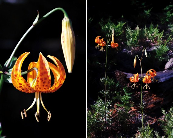 Cuyamaca Rancho SP (humboldt lily collage)