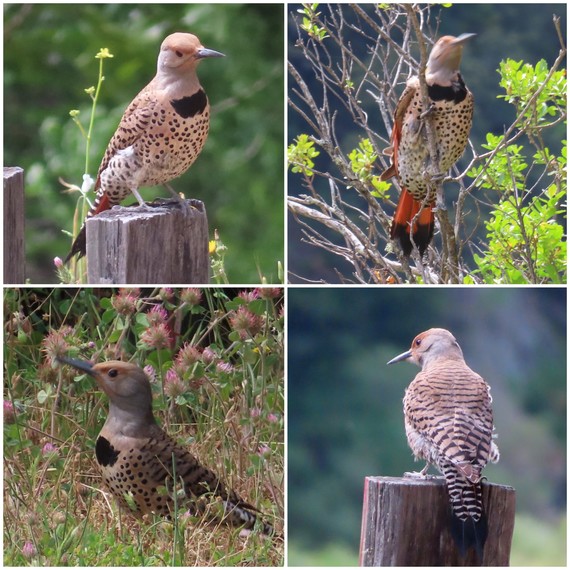 Richardson Grove SP (northern flicker collage)