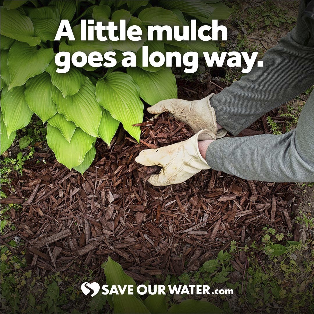 Save our water mulch