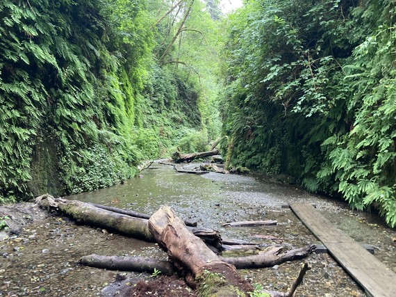 Fern Canyon