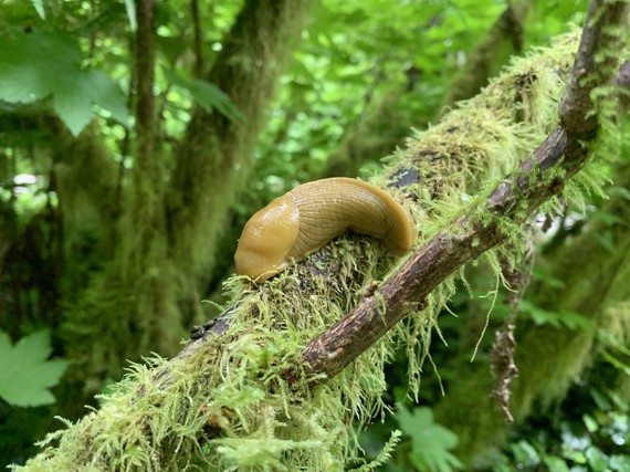 Banana Slug