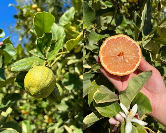 California Citrus SHP (Variegate pink Eureka lemon collage)