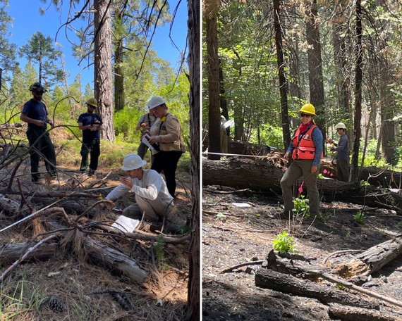 Calaveras Big Trees SP (training collage)