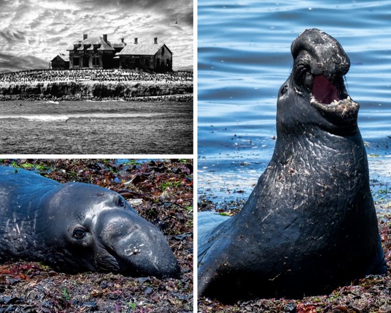 Ano Nuevo SP (collage with seals and buildling)