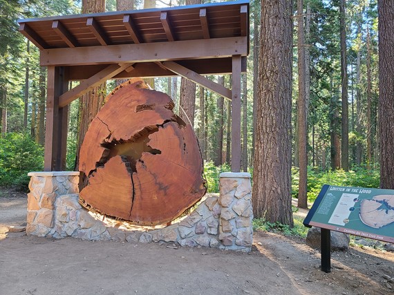 Calaveras Big Trees 1