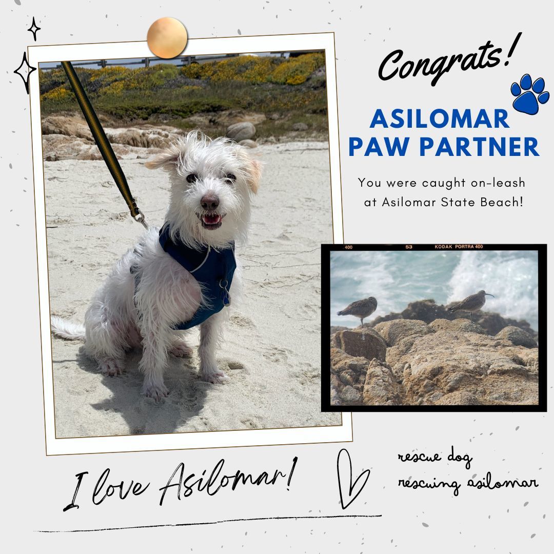 Asilomar SB (Ziggy the dog)