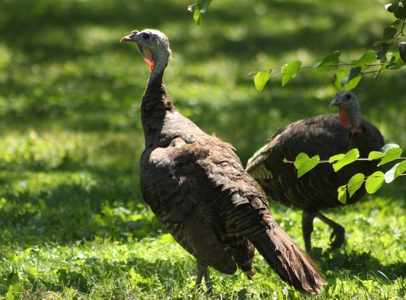 Shasta SHP (Wild turkeys)