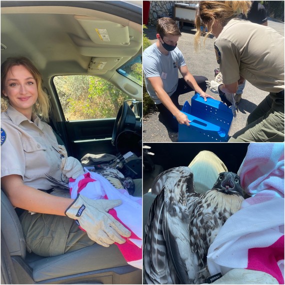 Malibu Creek SP (Park Aide and hawk)