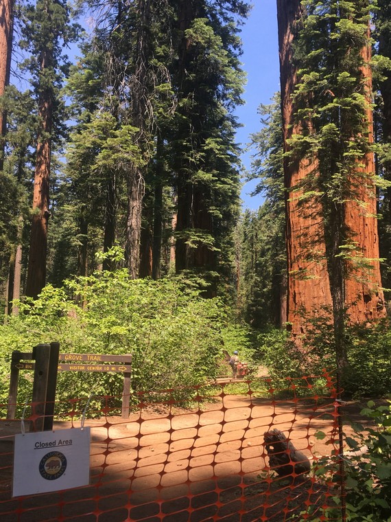 Calaveras Big Trees SP (North Grove Trail work)