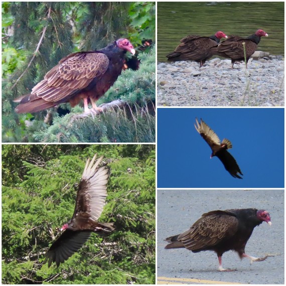 Turkey Vultures at Richardson Grove State Park