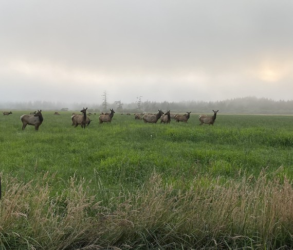 Tolowa Dunes SP (roosevelt elk)