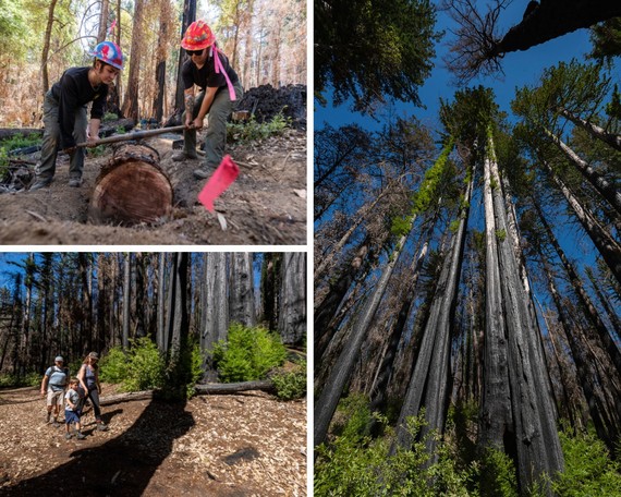 Big Basin Redwoods SP reopening collage