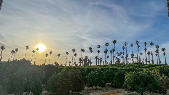 California Citrus SHP (Sunrise)