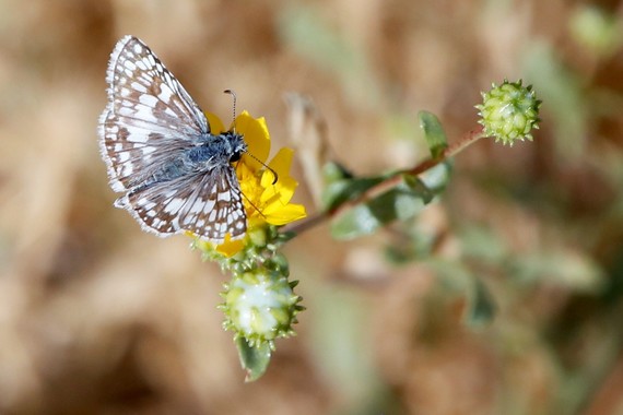 Cuyamaca Rancho SP (White checkered skipper)