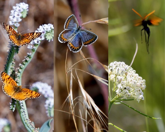 Cuyamaca Rancho SP (butterfly collage)