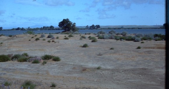 antioch dunes