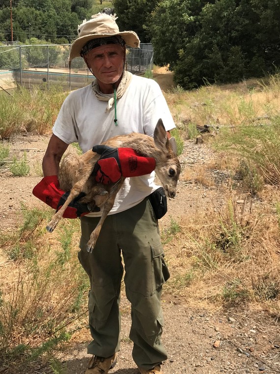 Cuyamaca Rancho SP (John and fawn)