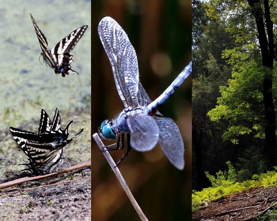 Palomar Mountain SP (Collage)