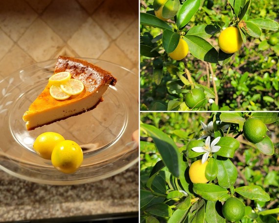 California Citrus SHP (Limequat collage)