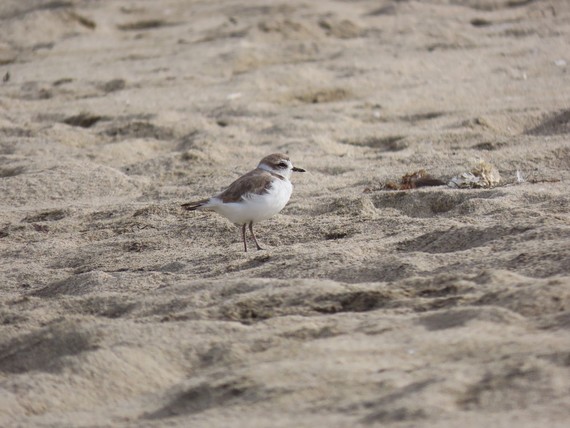 Half Moon Bay State Beach (Snowy plover)