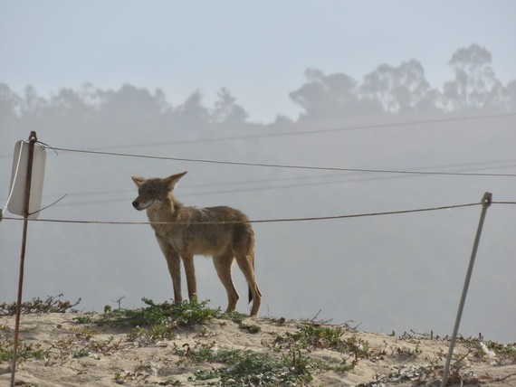 Half Moon Bay SB (Coyote)