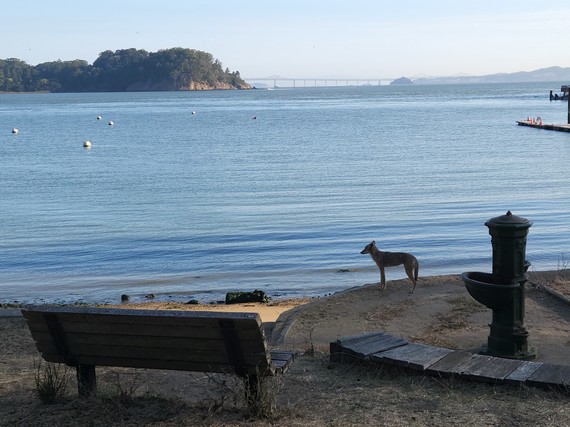 Angel Island SP (Coyote)