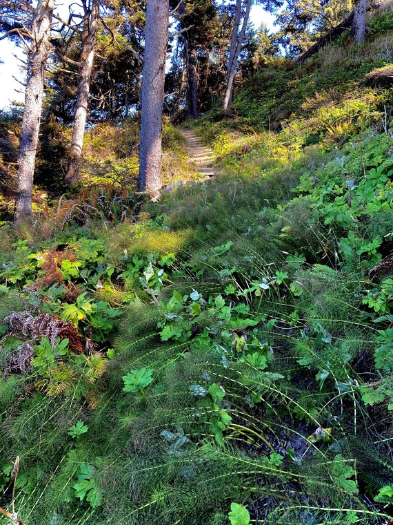 Sue-meg SP (Mussel Rock TRail)