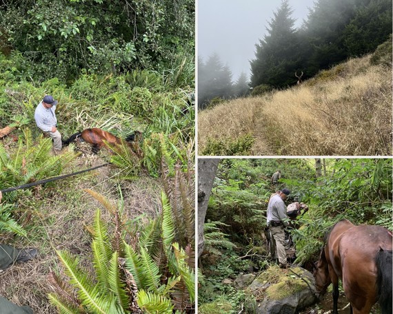 Sinkyone wilderness SP (addie collage rescue)