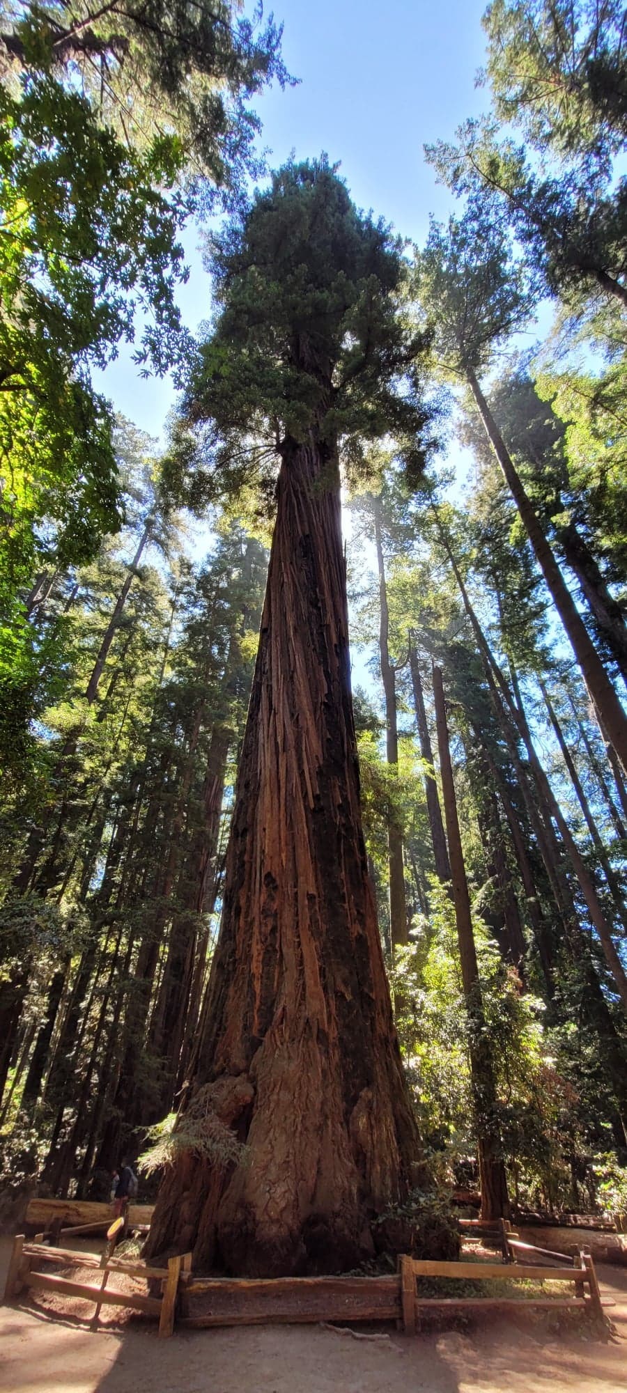 Henry Cowell Redwoods