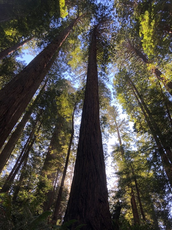 Prairie Creek Redwoods SP