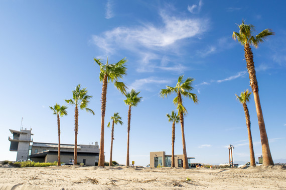 Bolsa Chica SB_new palm trees 