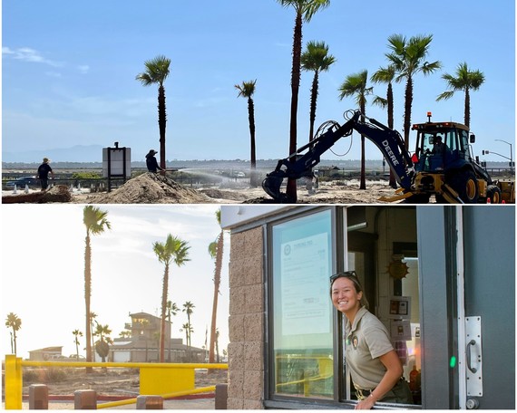 Bolsa Chica and Huntington SB palm trees collage