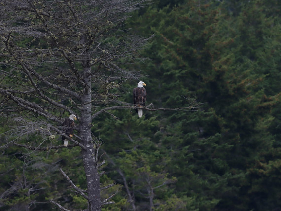 Sinkyone Wilderness SP (Bald eagles)